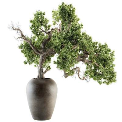 绿植盆栽-6